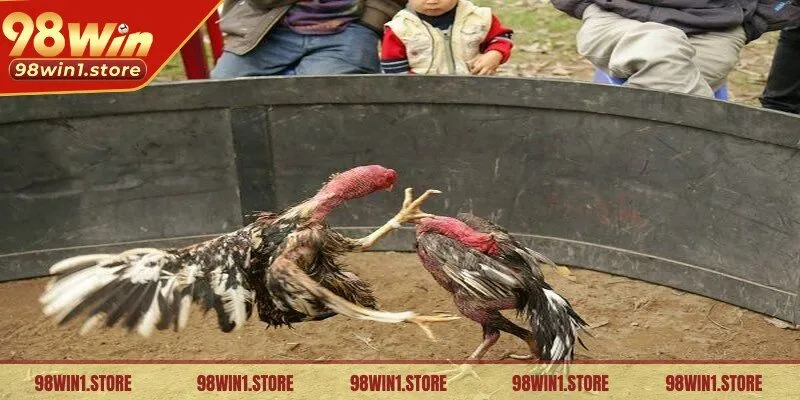 Gà chiến sẽ được trang bị thêm vũ khí là cựa tròn buộc vào chân