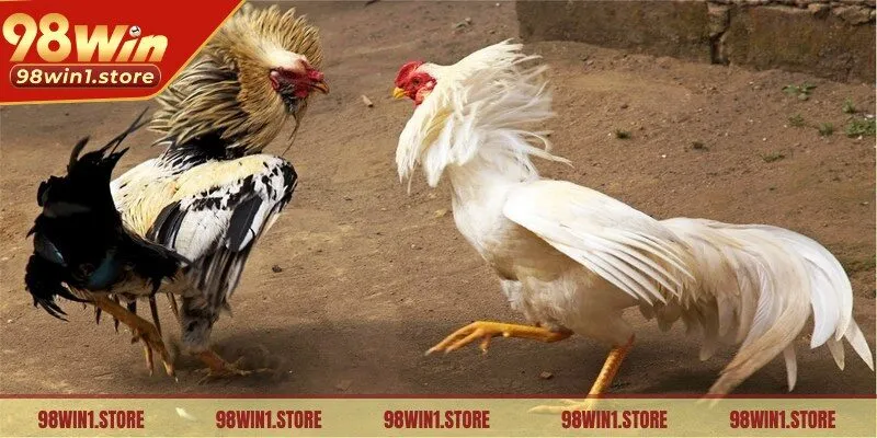 Đá gà cựa sắt cung cấp các cửa cược cho hội viên