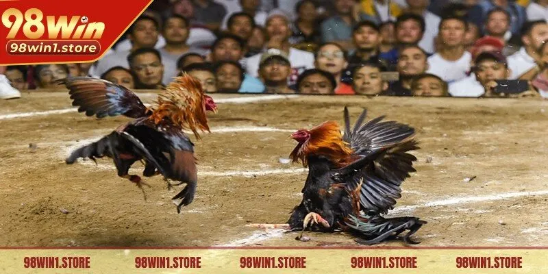Đặt cược vào quá nhiều trận đấu đá gà cựa sắt cùng một lúc